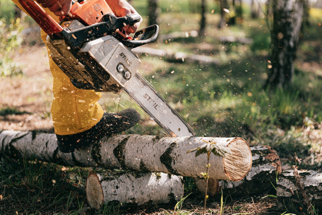 Southeastern Tree Surgeons – Your Trusted Partner for Professional Tree Removal and Comprehensive Tree Care
